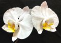 PL-7040 (Phal. Phal. Great White Throne x White Dream) (2)